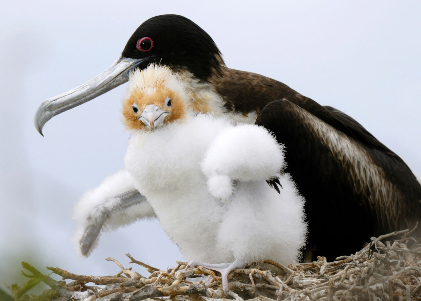 photo_ft_news_sunny_birds in galapogos_090821.jpg